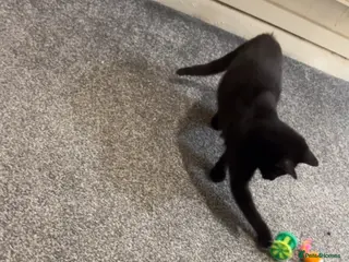 Bombay cats Female Bombay Black Kitten - Advert 5