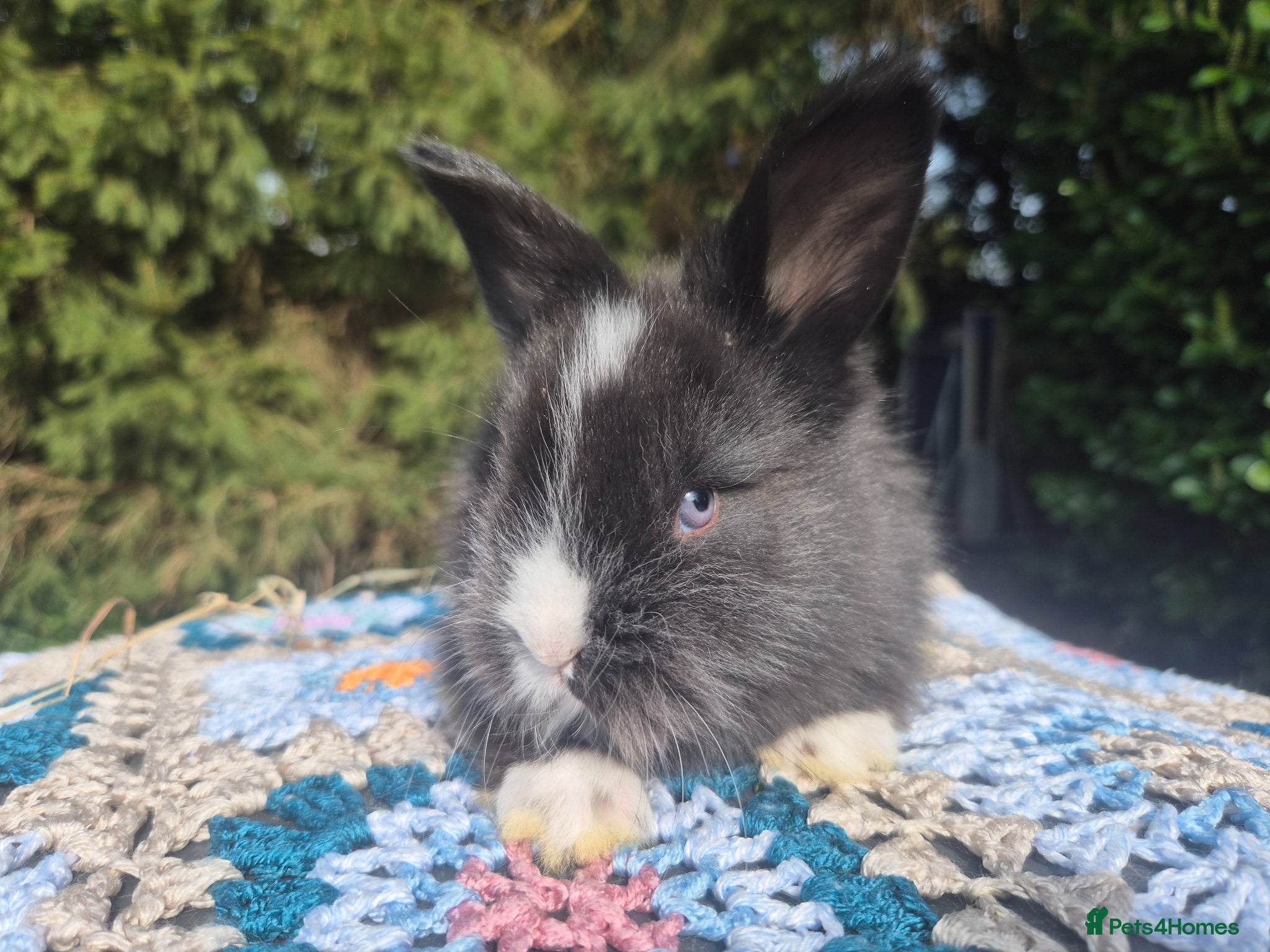 Angora rabbits 💙ANGORA BLUE EYED BABIES💙-PARENTS IMPORTED 🇫🇷  - Advert 17