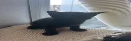Mixed Breed cats for sale: Gorgeous black and black and white kittens  - Advert 3