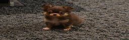 Chihuahua dogs for sale: Xx gorgeous chocolate longcoat chihuahua puppy Xx - Advert 18