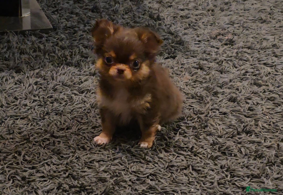 Chihuahua dogs for sale: Xx gorgeous chocolate longcoat chihuahua puppy Xx - Advert 18