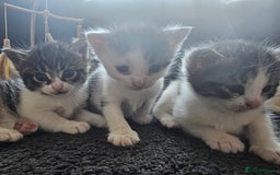Mixed Breed cats for sale: Beautiful black and white kittens - Image 2
