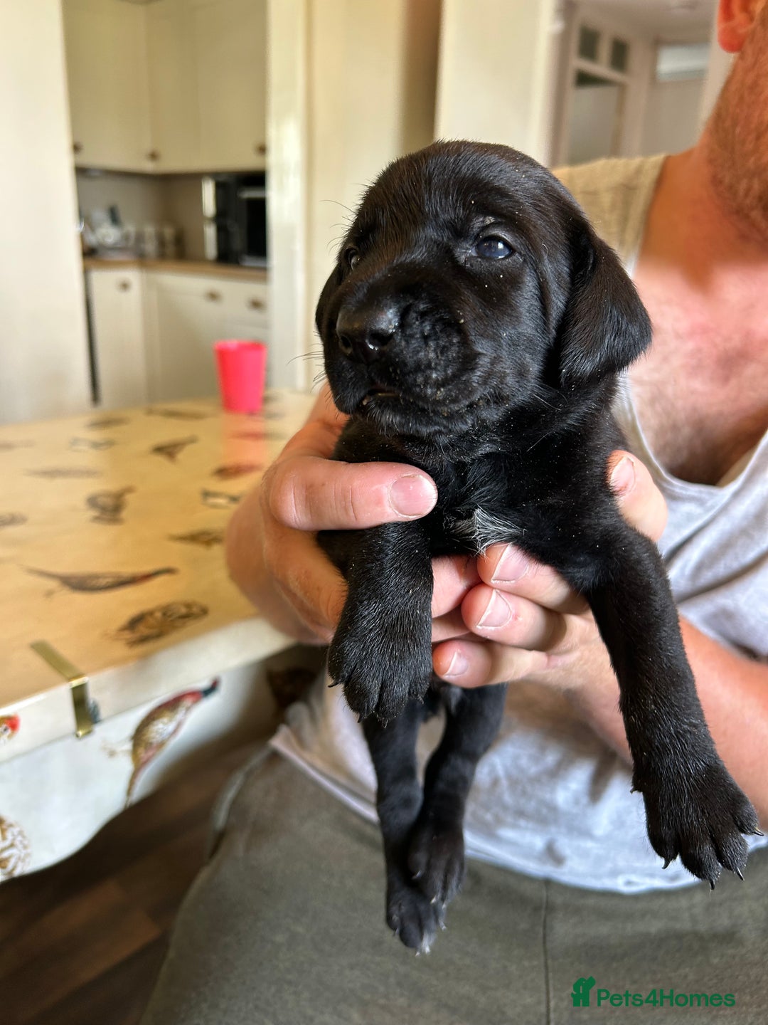 Mixed Breed dogs for sale: 🐾 German wirehaired pointer x Labrador 🐾  - Image 4