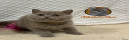 British Shorthair cats for sale: British Shorthair Lilac  - Advert 21
