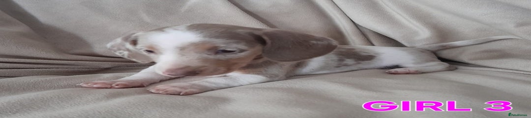 Miniature Dachshund Puppy 6