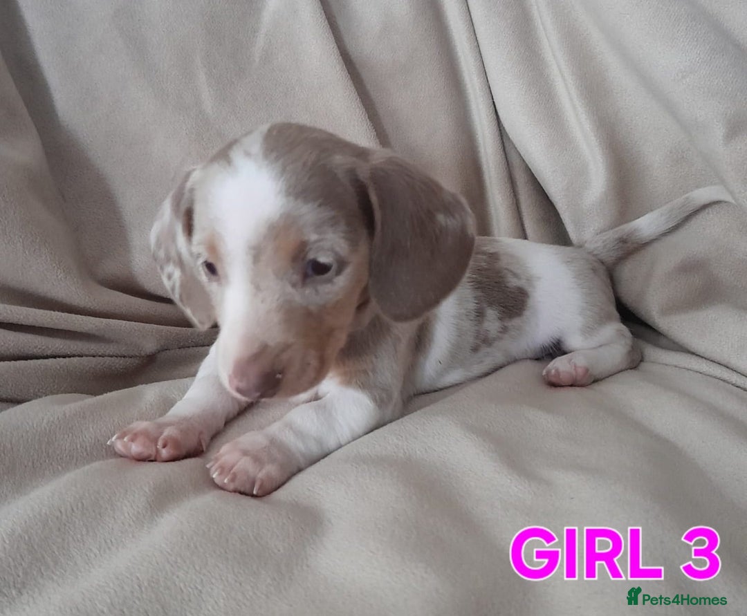 Miniature Dachshund dogs for sale: Miniature Dachshund puppies - Image 5
