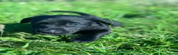 Mixed Breed dogs for sale: Labrador cross puppies  - Advert 2