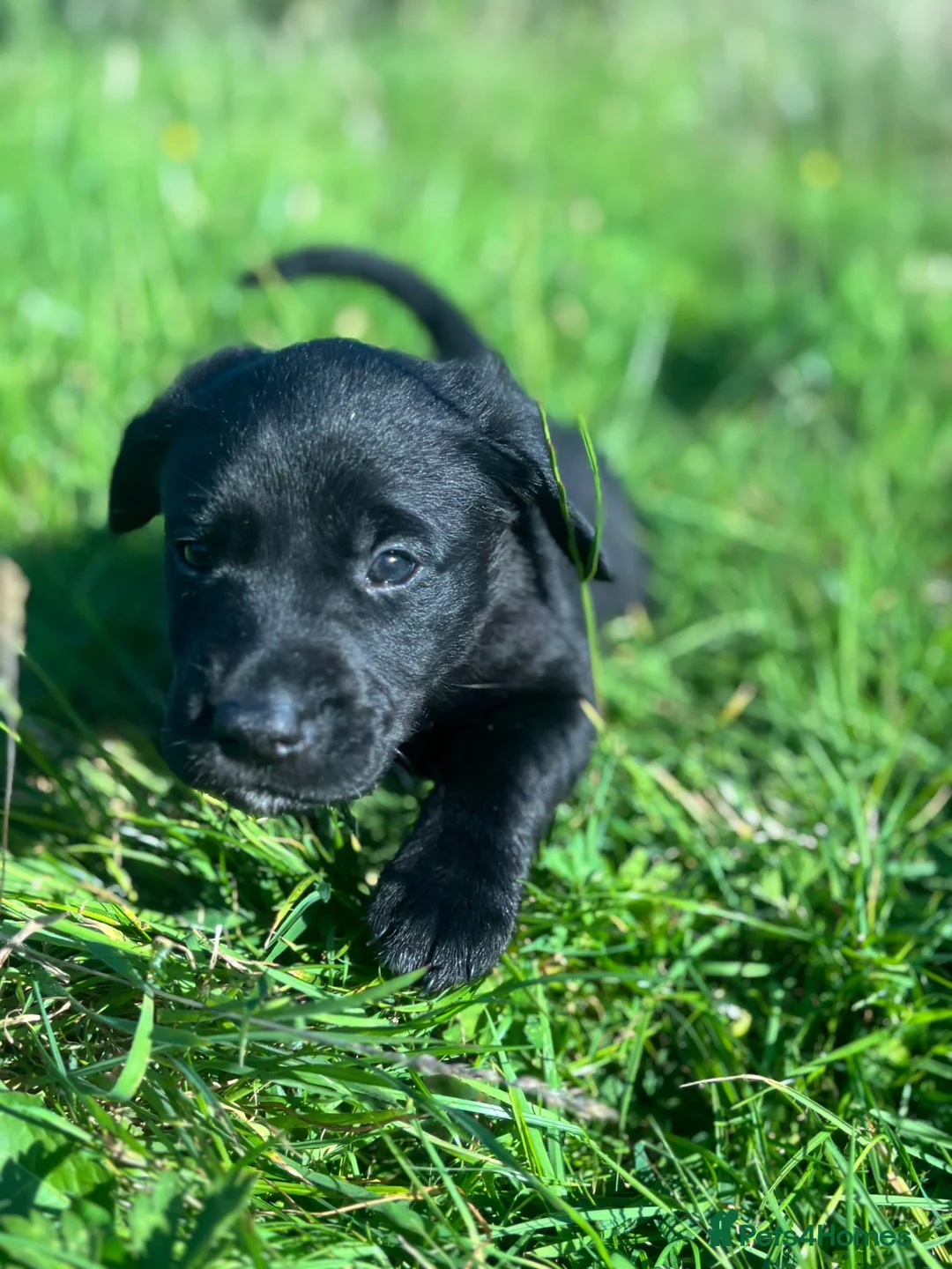 Mixed Breed dogs for sale: Labrador cross puppies  - Advert 2