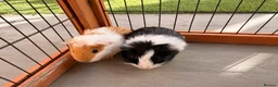 Guinea Pig rodents for sale: 2 male baby guinea pigs 6 weeks old - Advert 4