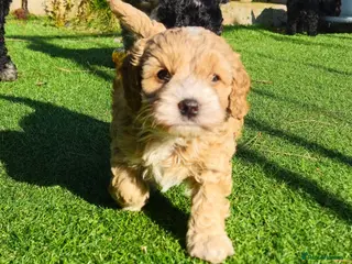 Cockapoo dogs F1b toy American cockerpoos puppies - Advert 3