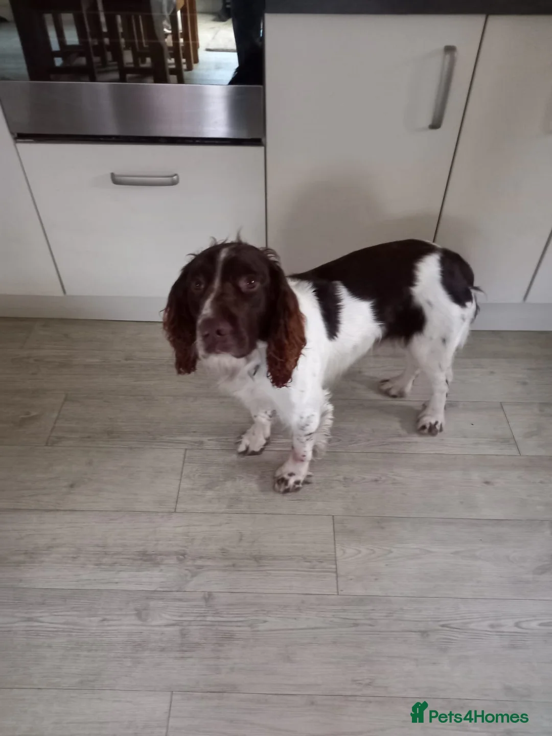 English Springer Spaniel dogs for stud: Stunning ESS for stud  in Tamworth - Advert 2