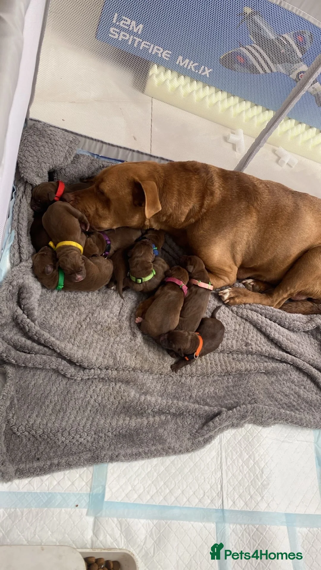 German Shorthaired Pointer dogs for sale: German pointer pups - Advert 2