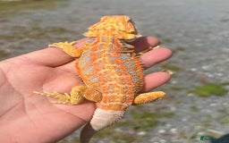 Bearded Dragon reptiles for sale: Stunning hypo bearded dragons - Image 8