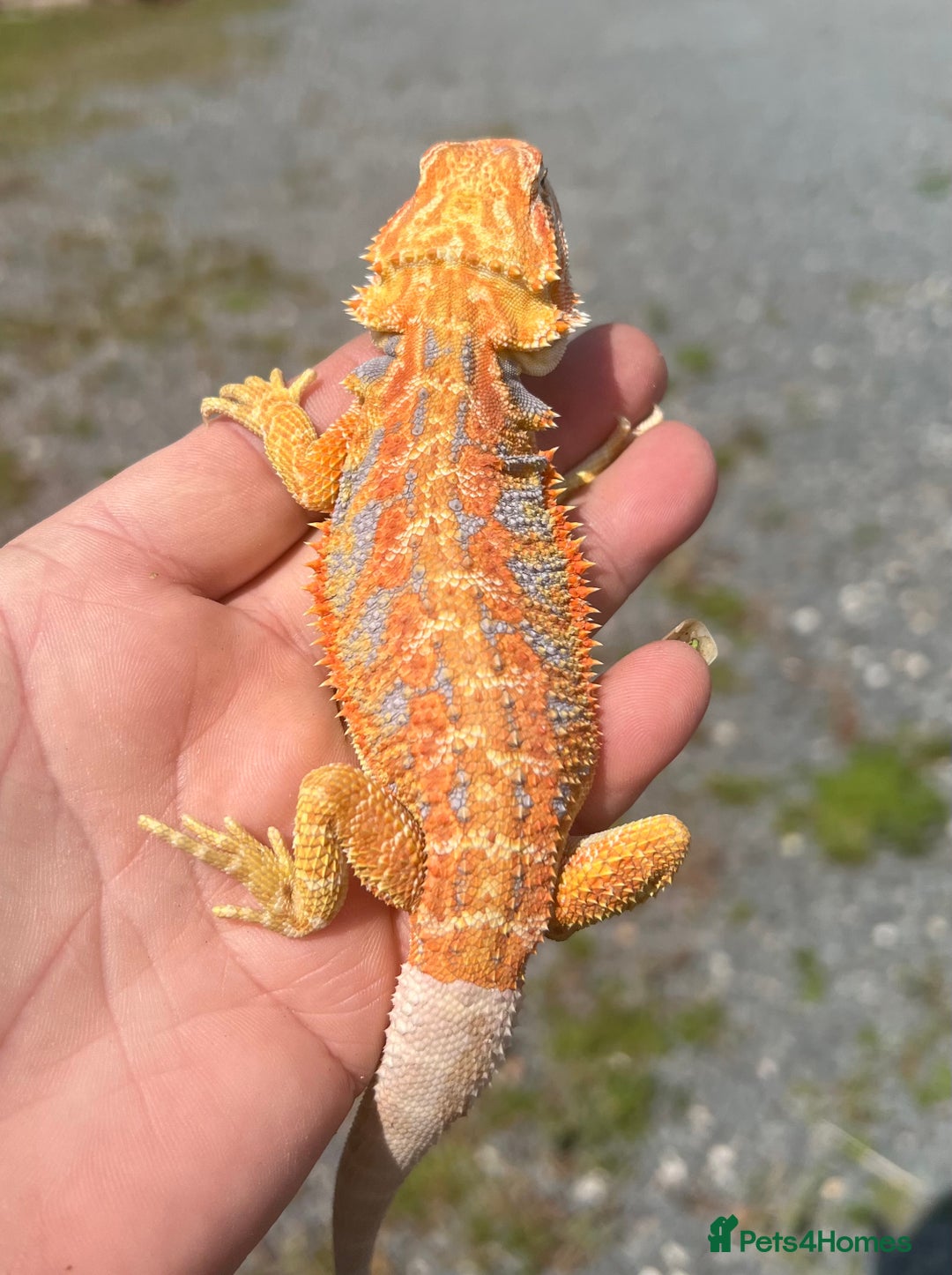 Bearded Dragon reptiles for sale: Stunning hypo bearded dragons - Image 8