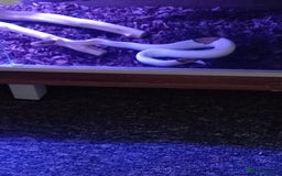 Python Snake reptiles for sale: Ball pythons plus equipment  - Image 5