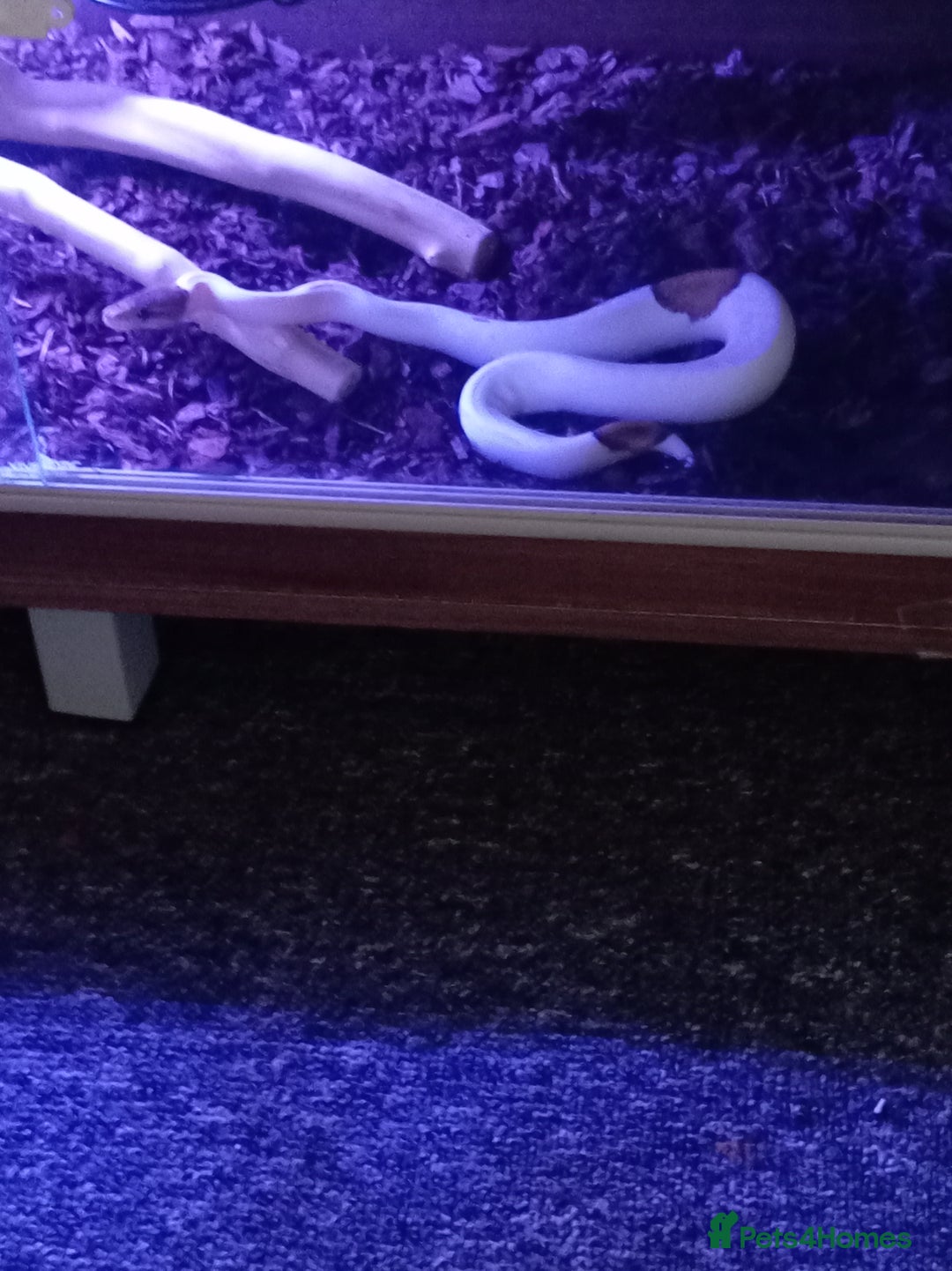 Python Snake reptiles for sale: Ball pythons plus equipment  - Image 5