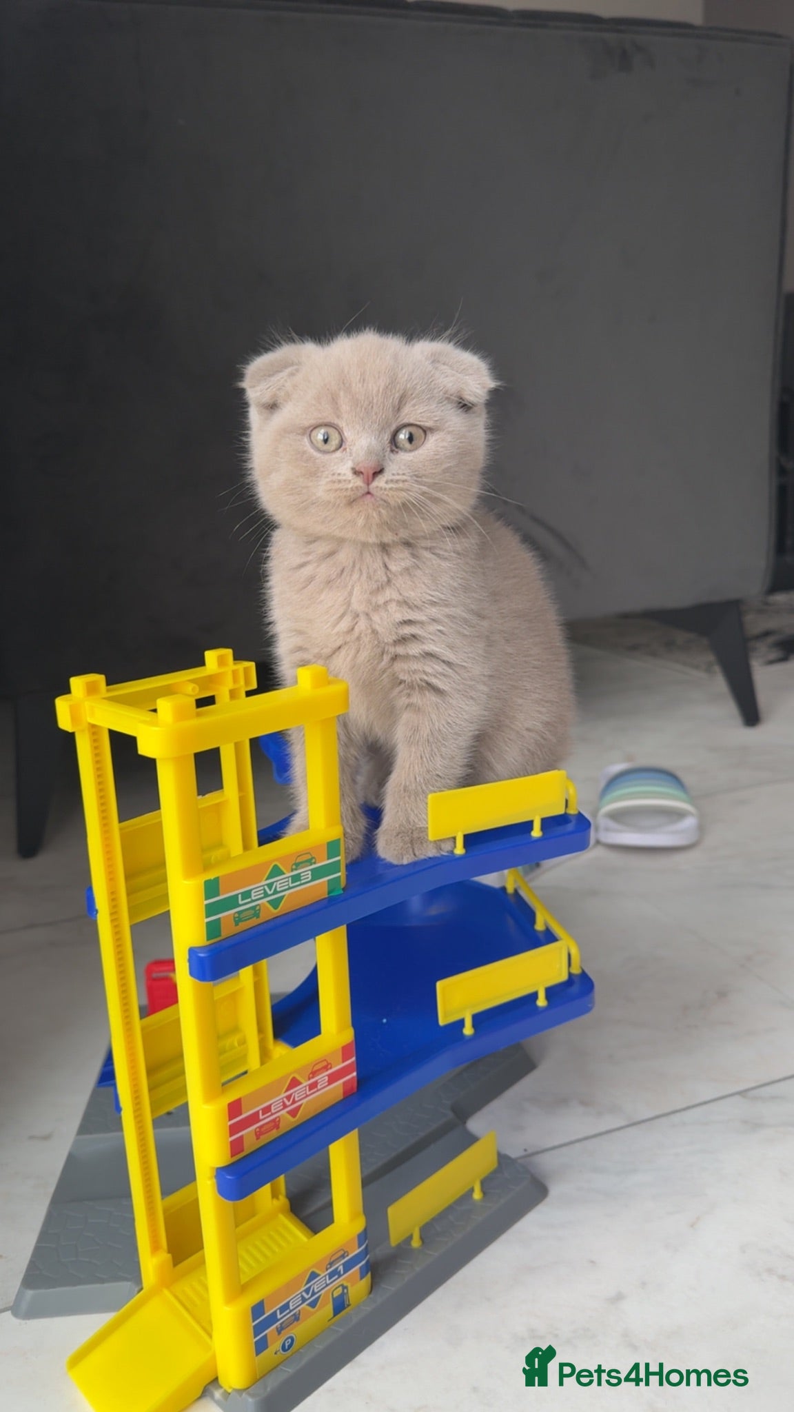 British Shorthair cats British short hairs - Advert 1