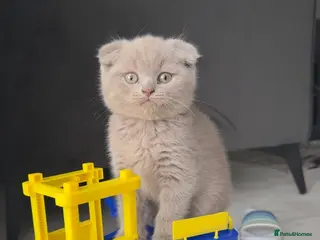 British Shorthair cats British short hairs - Advert 1