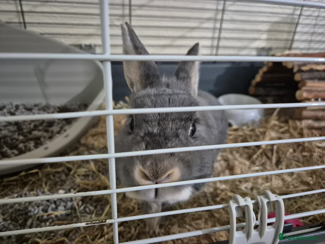 Mixed Breed rabbits for sale: Rabbit  - Advert 1