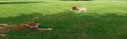 Japanese Shiba Inu dogs for sale: Japanese shiba inu puppies for sale, KC.reg  - Advert 3