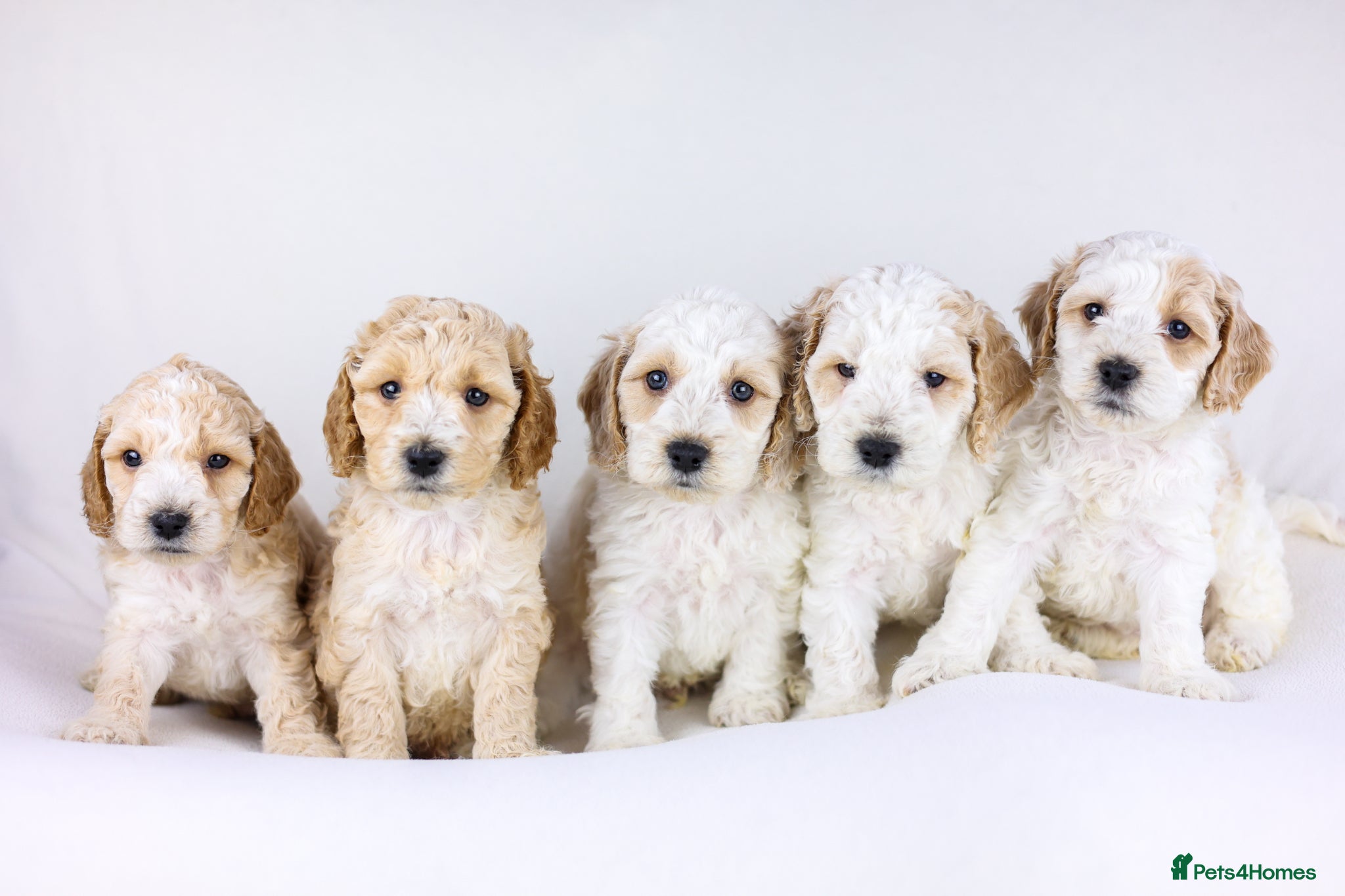 Cavapoo dogs Cavapoos boys and girls ❤️ - Advert 11