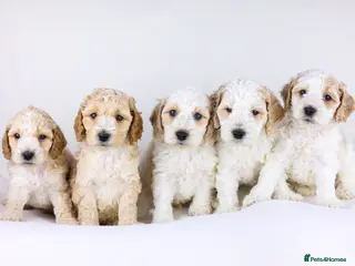 Cavapoo dogs Cavapoos boys and girls ❤️ - Advert 11