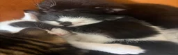 Mixed Breed cats for sale: 6 beautiful kittens ready for their forever home  - Advert 6