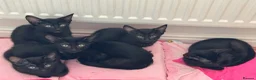 Oriental cats for sale: Oriental kittens for sale (4 ready now!) - Advert 2