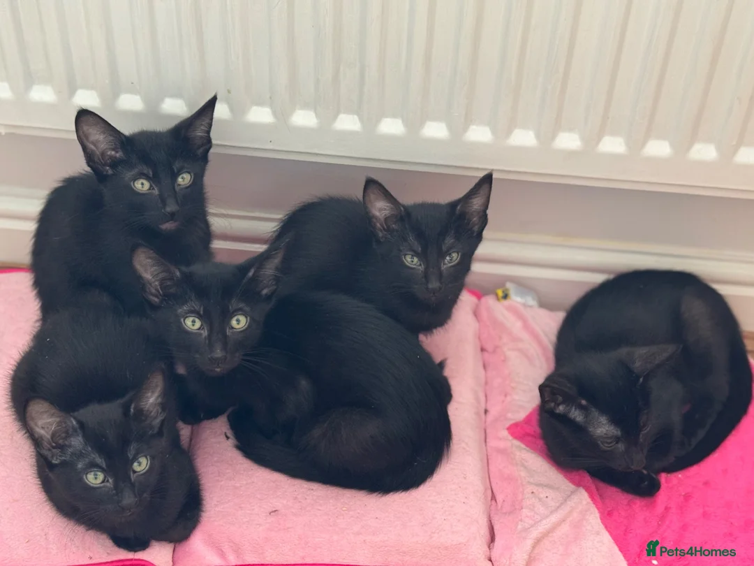 Oriental cats for sale: Oriental kittens for sale (4 ready now!) - Advert 2