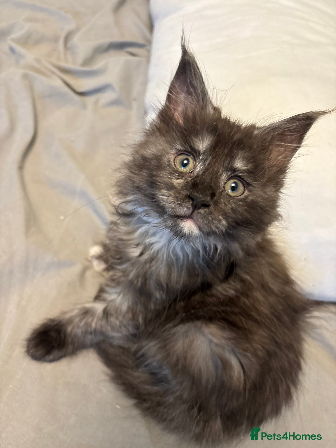 Maine Coon cats for sale: Stunning main coon kittens 🦁 - Advert 8
