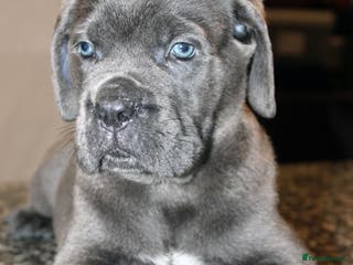 Cane Corso dogs Remarkable Cane Corso Puppies – One of a Kind - Advert 11