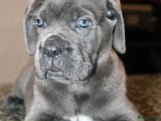 Cane Corso dogs Remarkable Cane Corso Puppies – One of a Kind - Advert 7