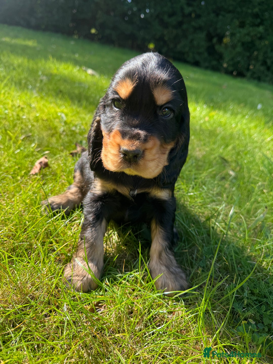 Cocker Spaniel dogs for sale: BEAUTIFUL KC SHOW TYPE COCKER SPANIELS  - Image 8