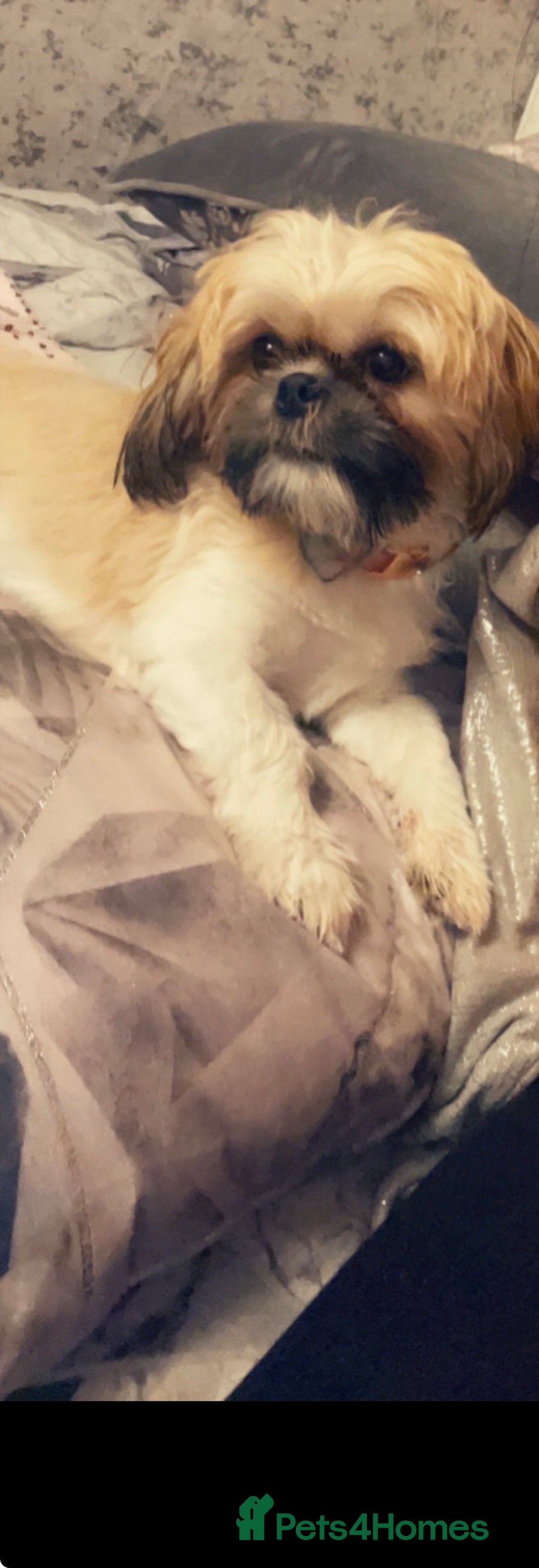 Shih Tzu dogs for sale: 5 stunning Shih Tzu puppies  - Advert 17