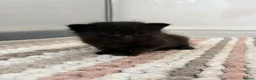 Mixed Breed cats for sale:     Healthy Playful Kittens - Advert 26