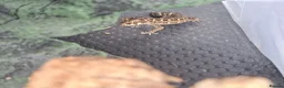 Gecko reptiles for sale: Viper geckos x4 - Advert 3