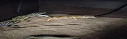 Gecko reptiles for sale: Geckos  - Advert 3