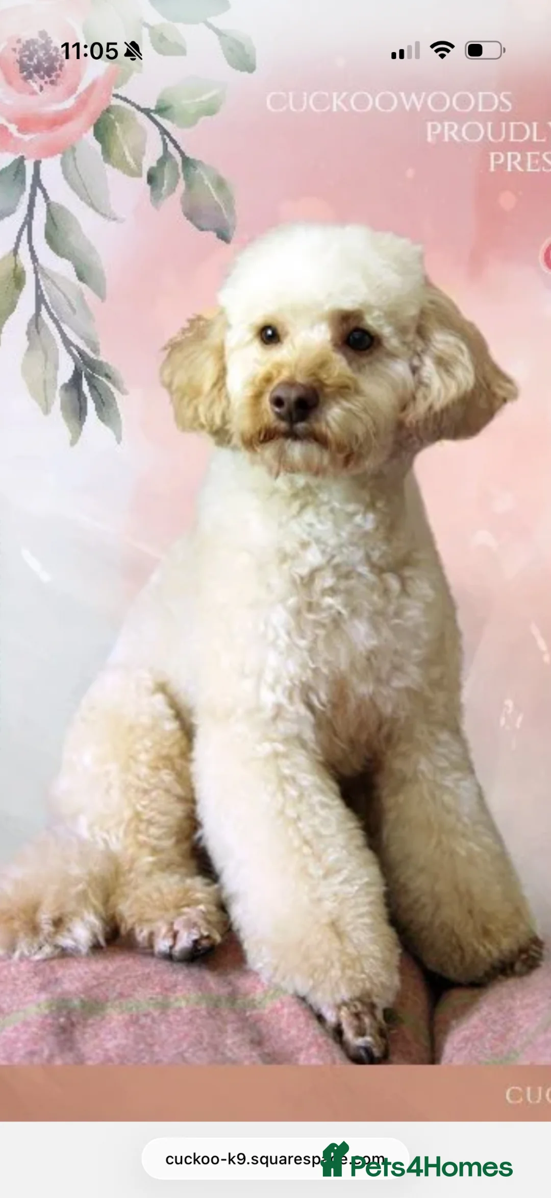 Cockapoo dogs for sale: READY TO LEAVE 9 Weeks Old F1B Cockapoo  - Advert 2