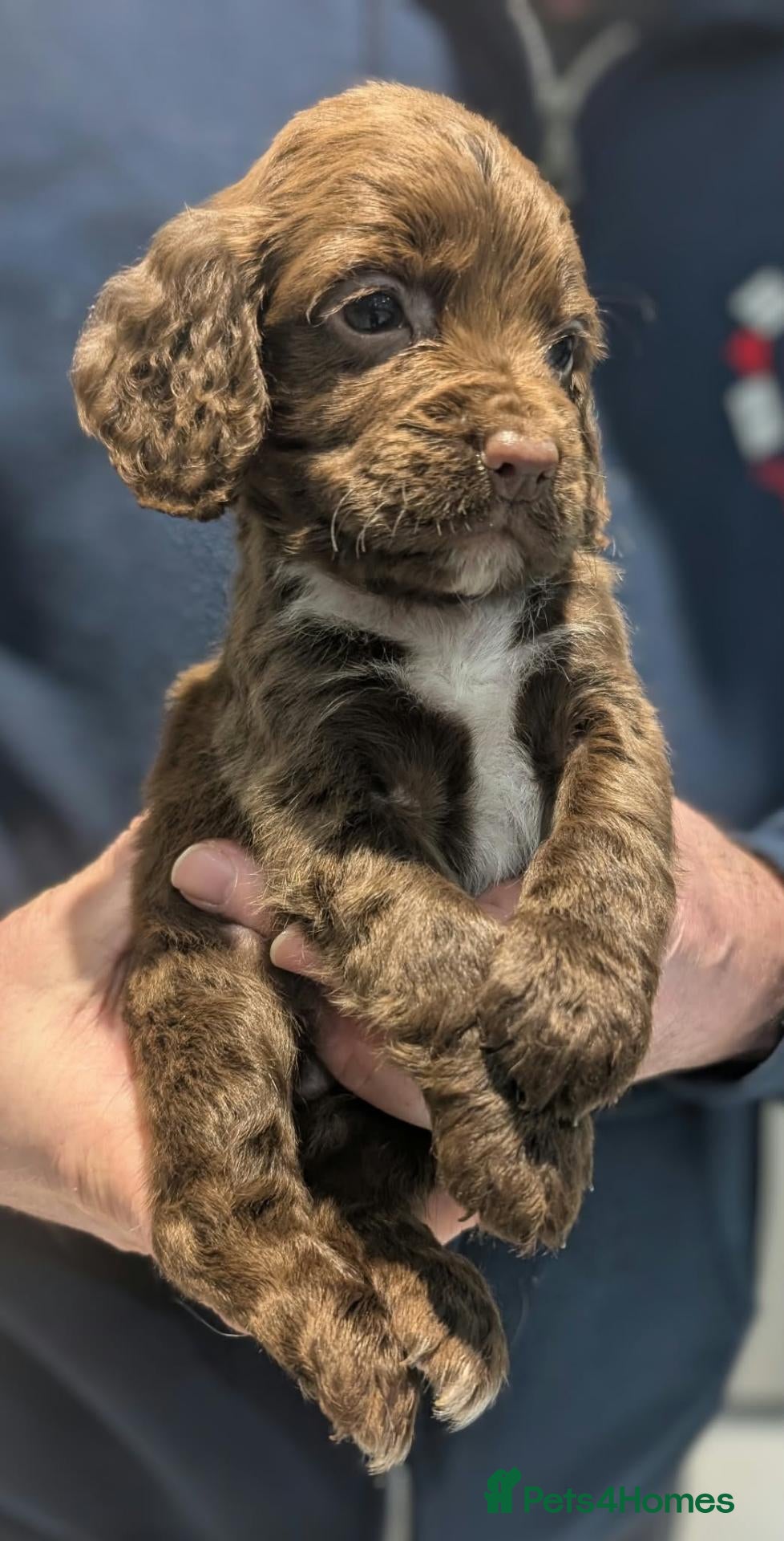 Cocker Spaniel dogs for sale: W/T Pedigree Cocker Spaniels 1 BOY LEFT - Advert 2