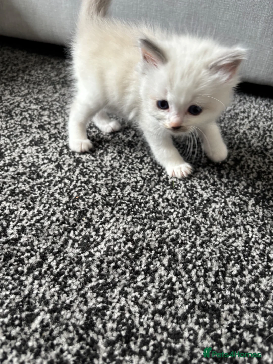 Ragdoll cats for sale: Female ragdoll kittens in Hartlepool - Advert 11
