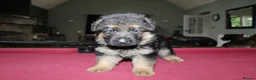German Shepherd dogs for sale: Outstanding KC Registered German Shepherd Puppies in Newcastle upon Tyne - Advert 2