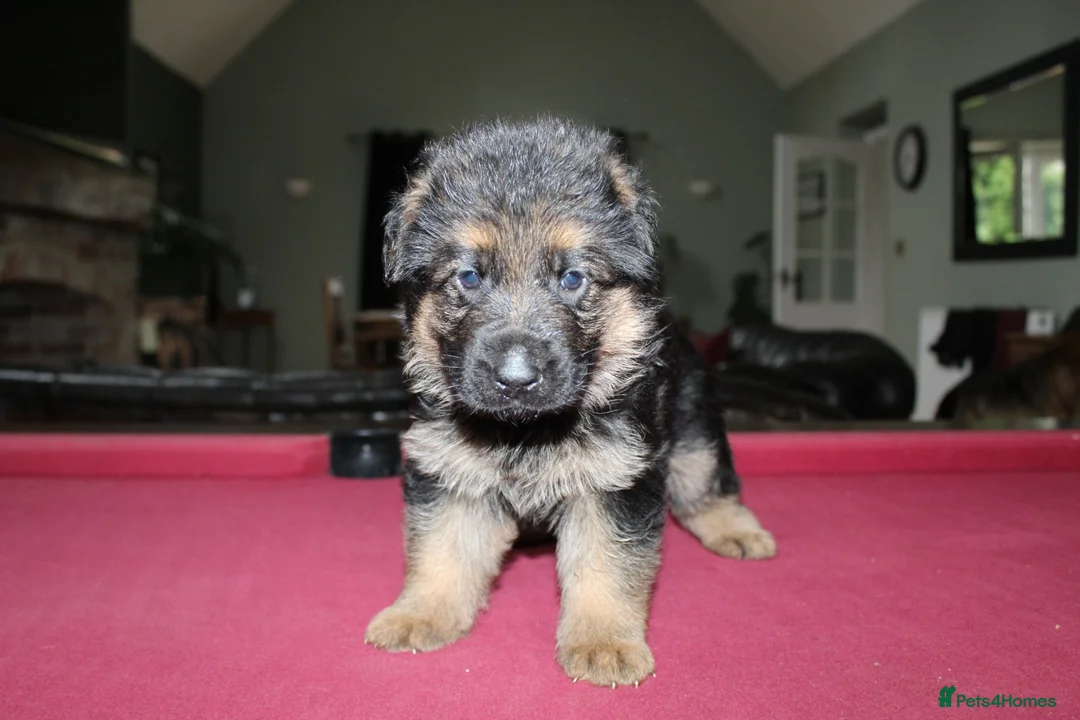 German Shepherd dogs for sale: Outstanding KC Registered German Shepherd Puppies in Newcastle upon Tyne - Advert 2