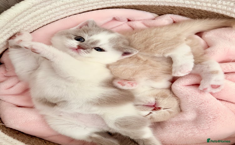 British Shorthair cats - Advert 2