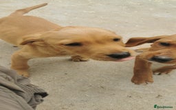 Mixed Breed dogs for sale: Beautiful litter of f1 setterdors  - Image 10