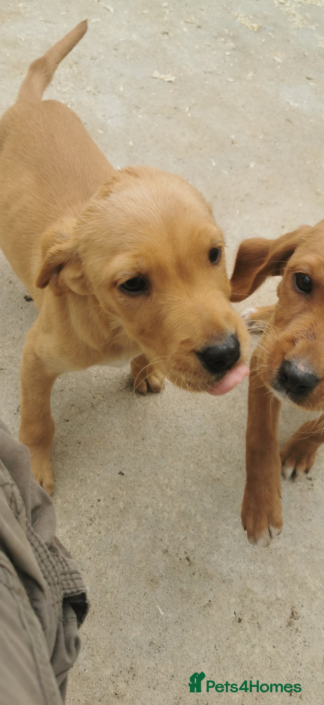 Mixed Breed dogs for sale: Beautiful litter of f1 setterdors  - Image 10