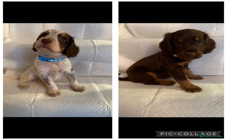 Cocker Spaniel dogs - Advert 11