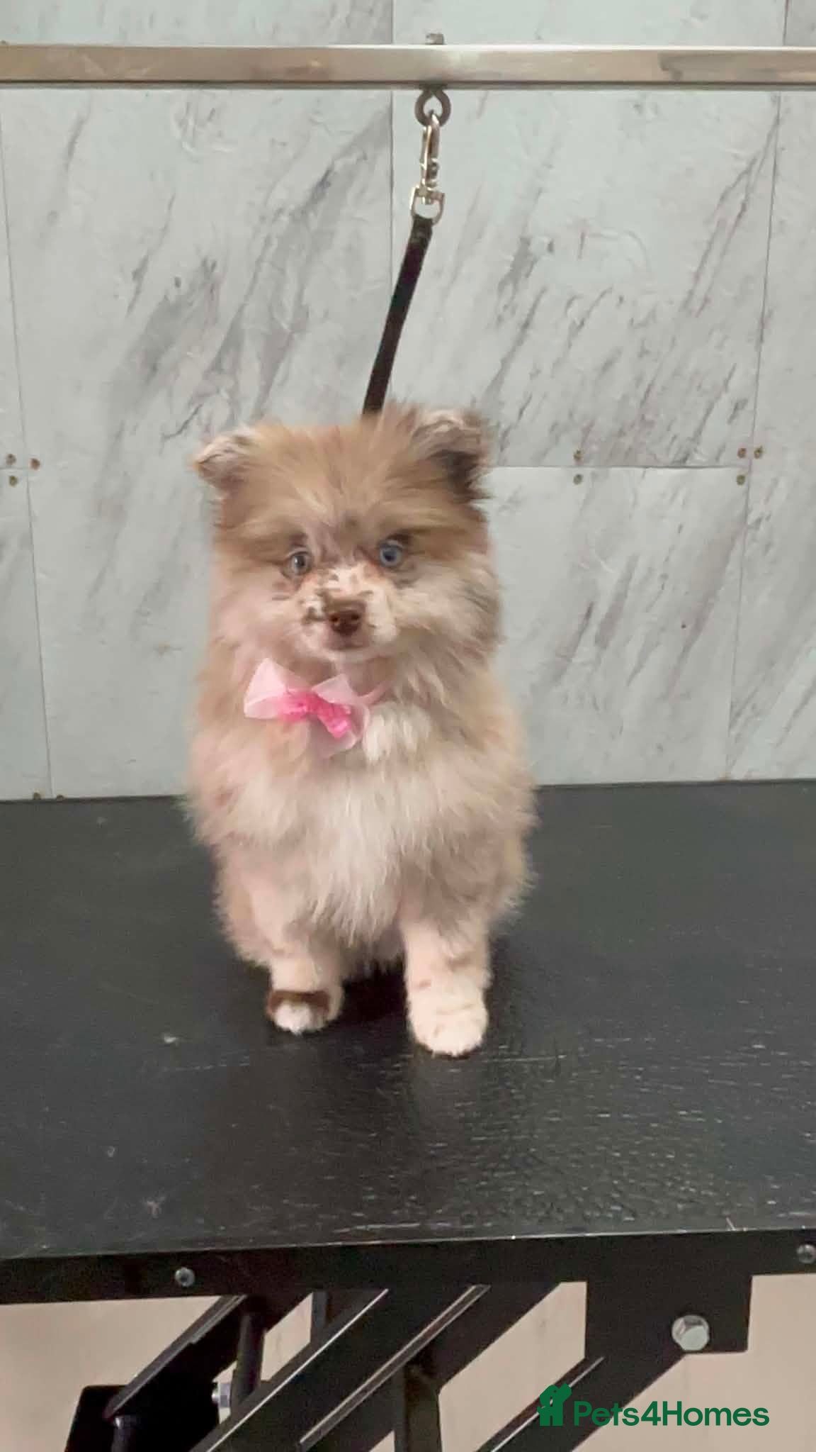 Pomeranian dogs Rare blue eye pom  - Advert 1