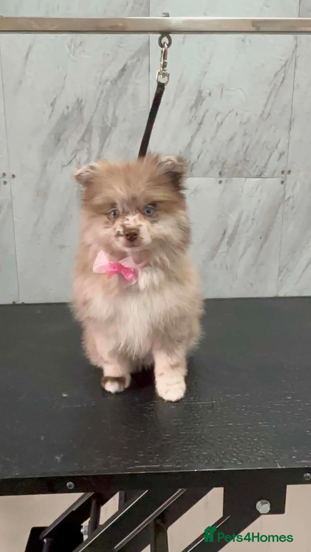Pomeranian dogs for sale: Rare blue eye pom  - Advert 1