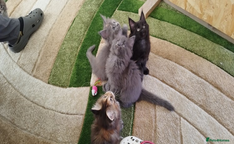 Maine Coon cats - Advert 5