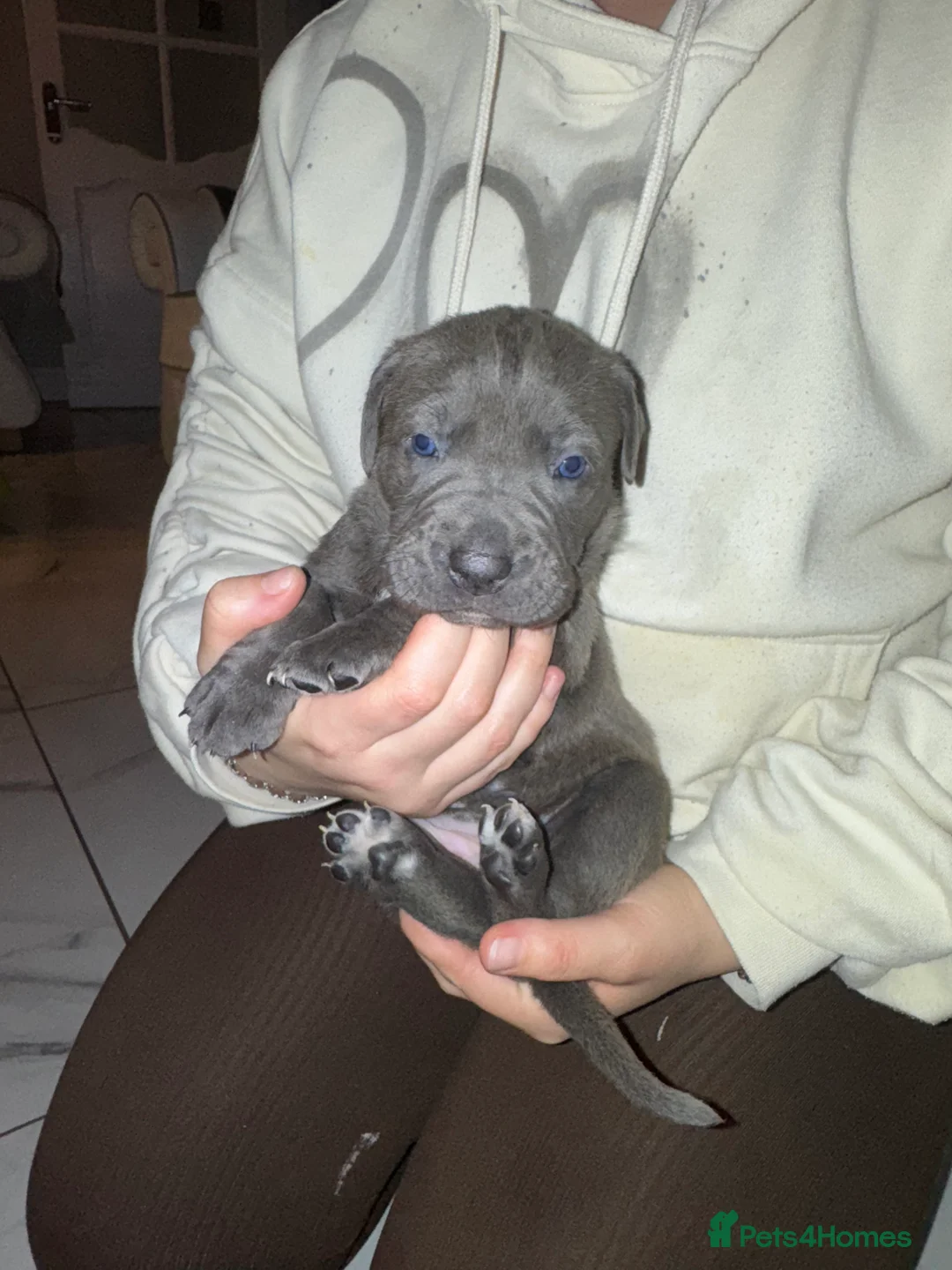 Cane Corso dogs for sale: Outstanding cane corso pups 🐶  - Advert 33